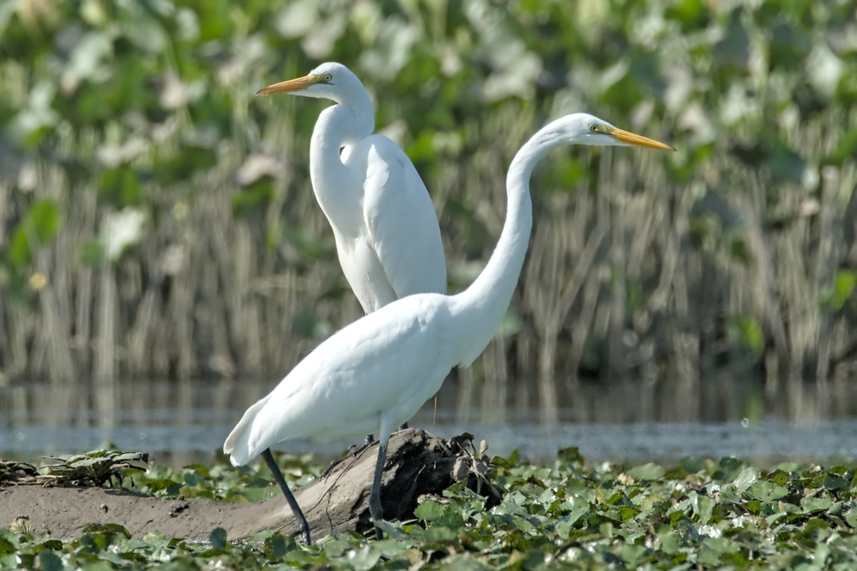 Summer of Egrets 30