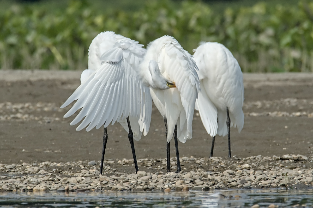 Summer of Egrets 31