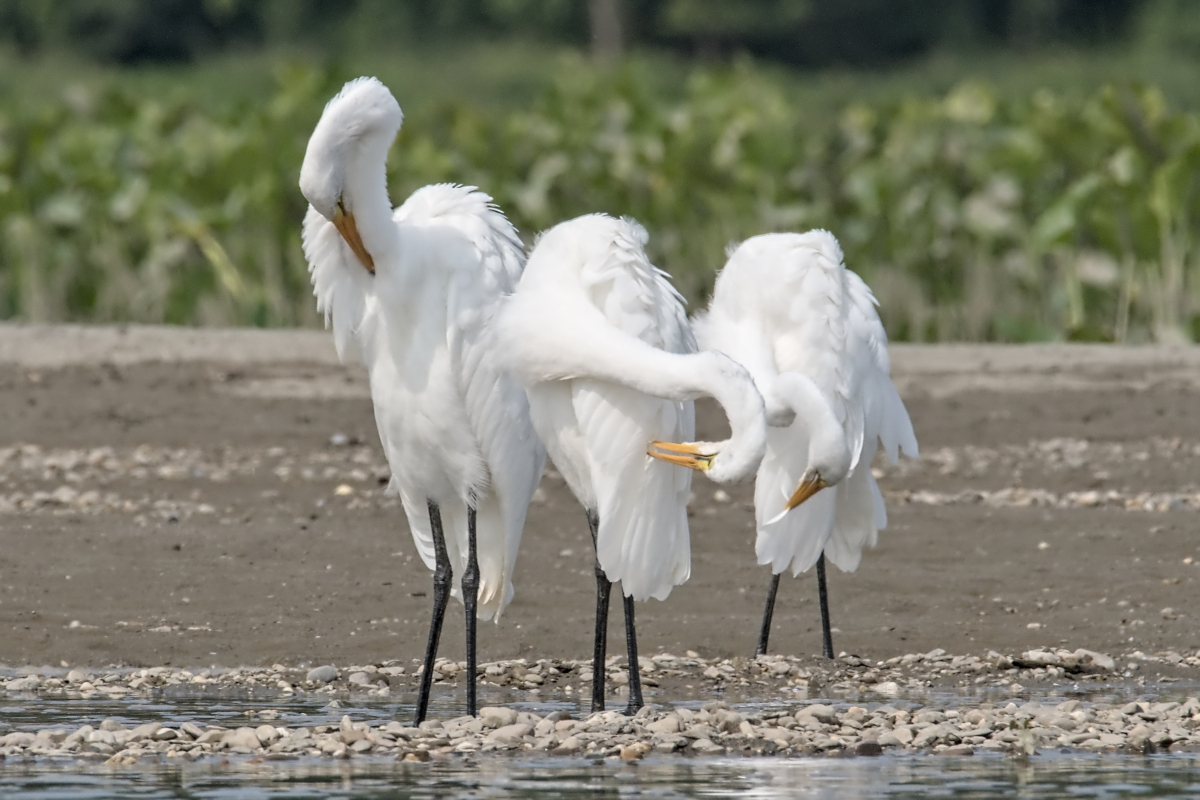 Summer of Egrets 32