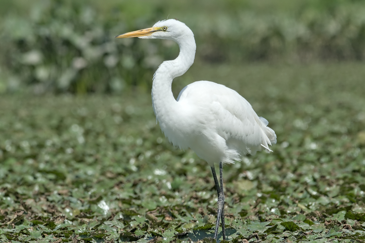 Summer of Egrets 33