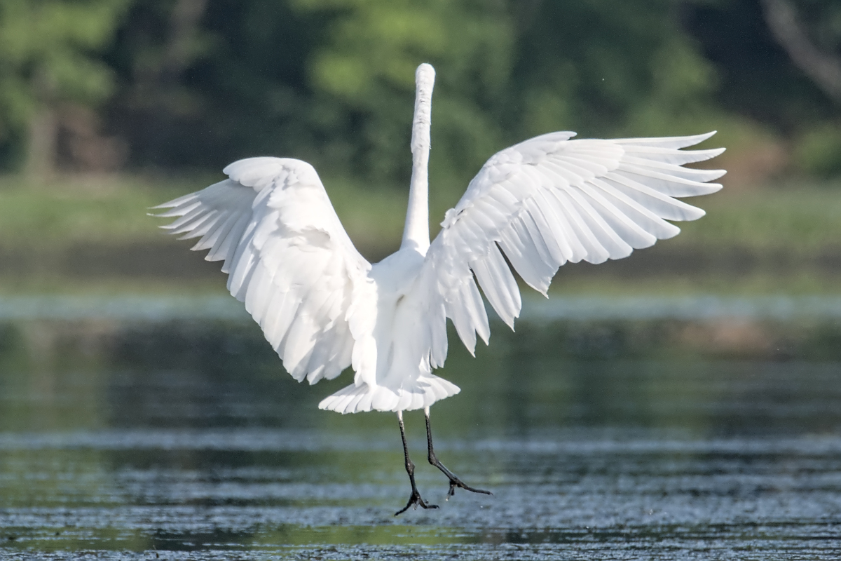Summer of Egrets 34