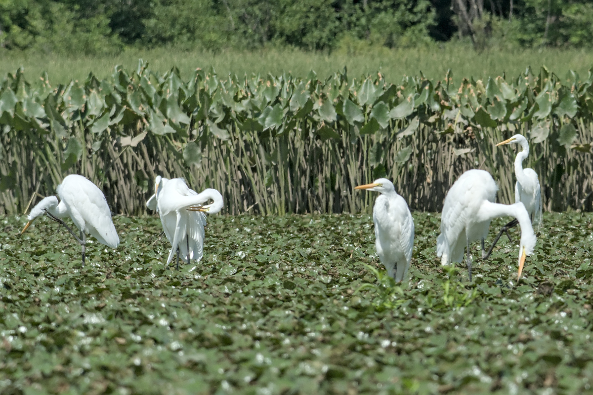 Summer of Egrets 35