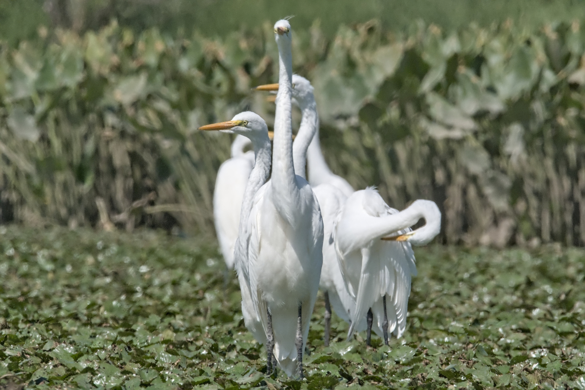 Summer of Egrets 36