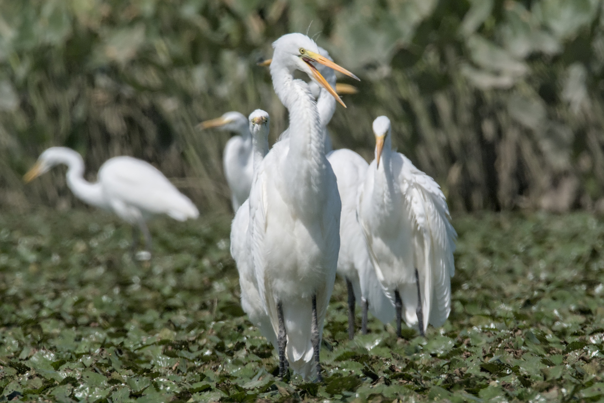 Summer of Egrets 37