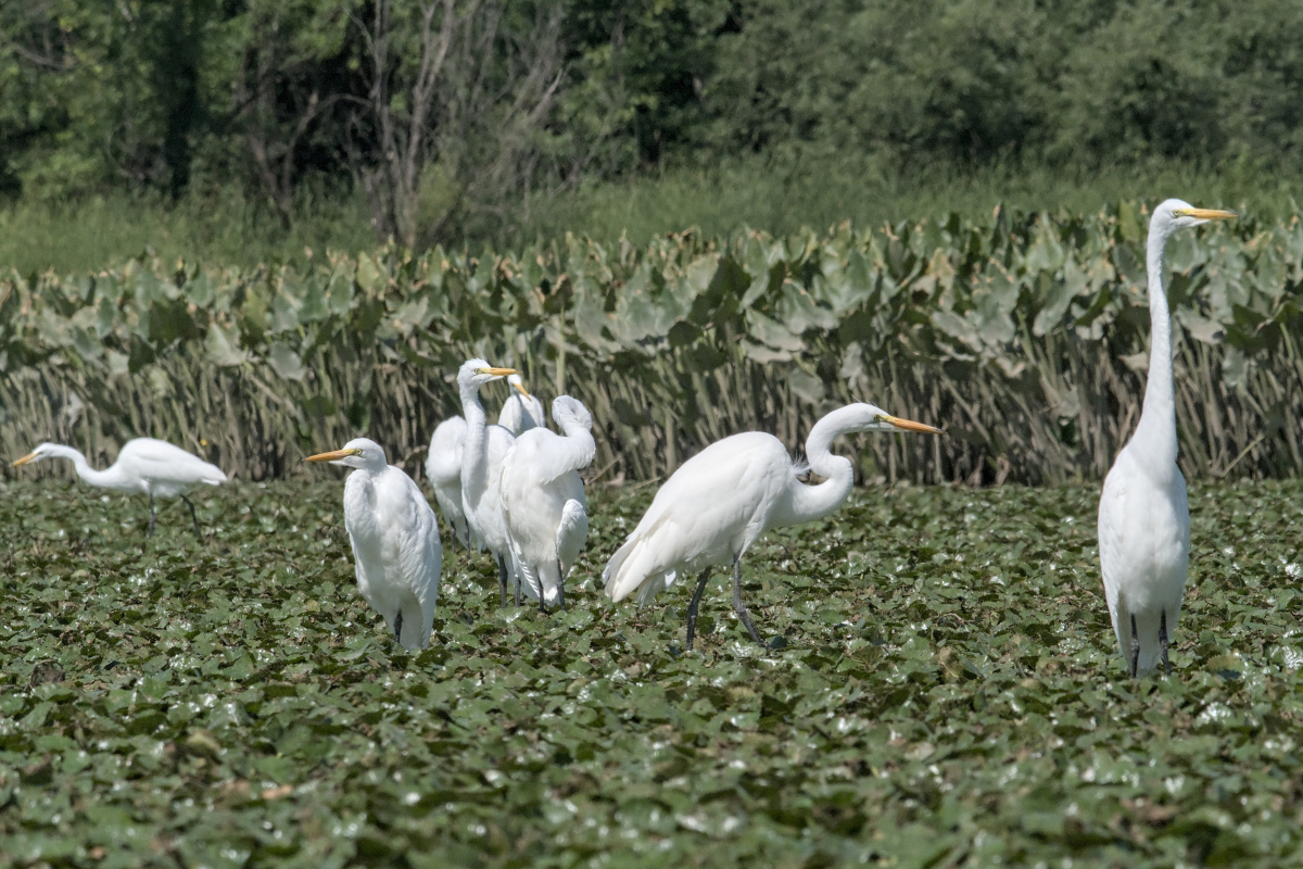 Summer of Egrets 38