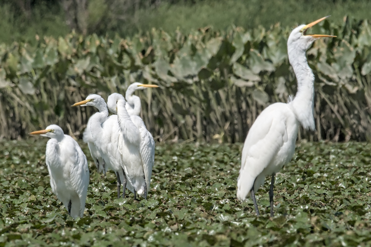 Summer of Egrets 39
