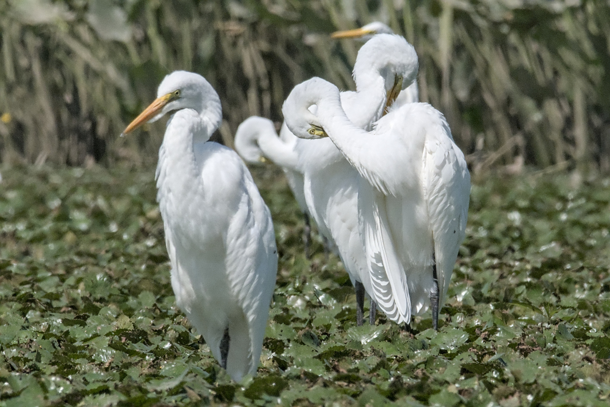Summer of Egrets 40