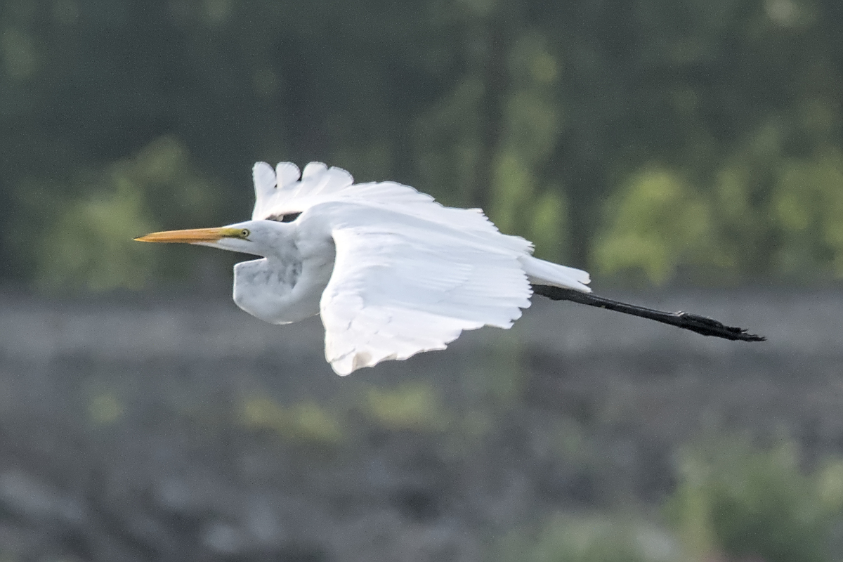 Summer of Egrets 41