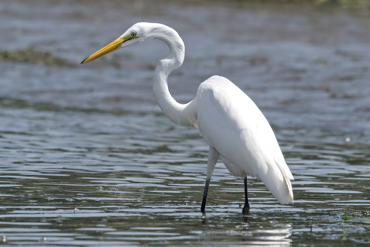 Summer of Egrets 42
