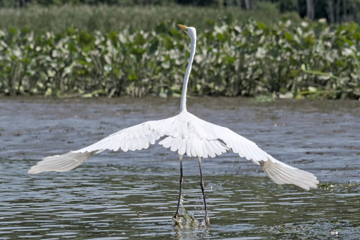 Summer of Egrets 43