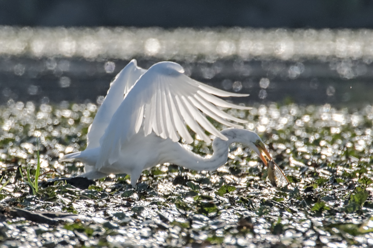 Summer of Egrets 44