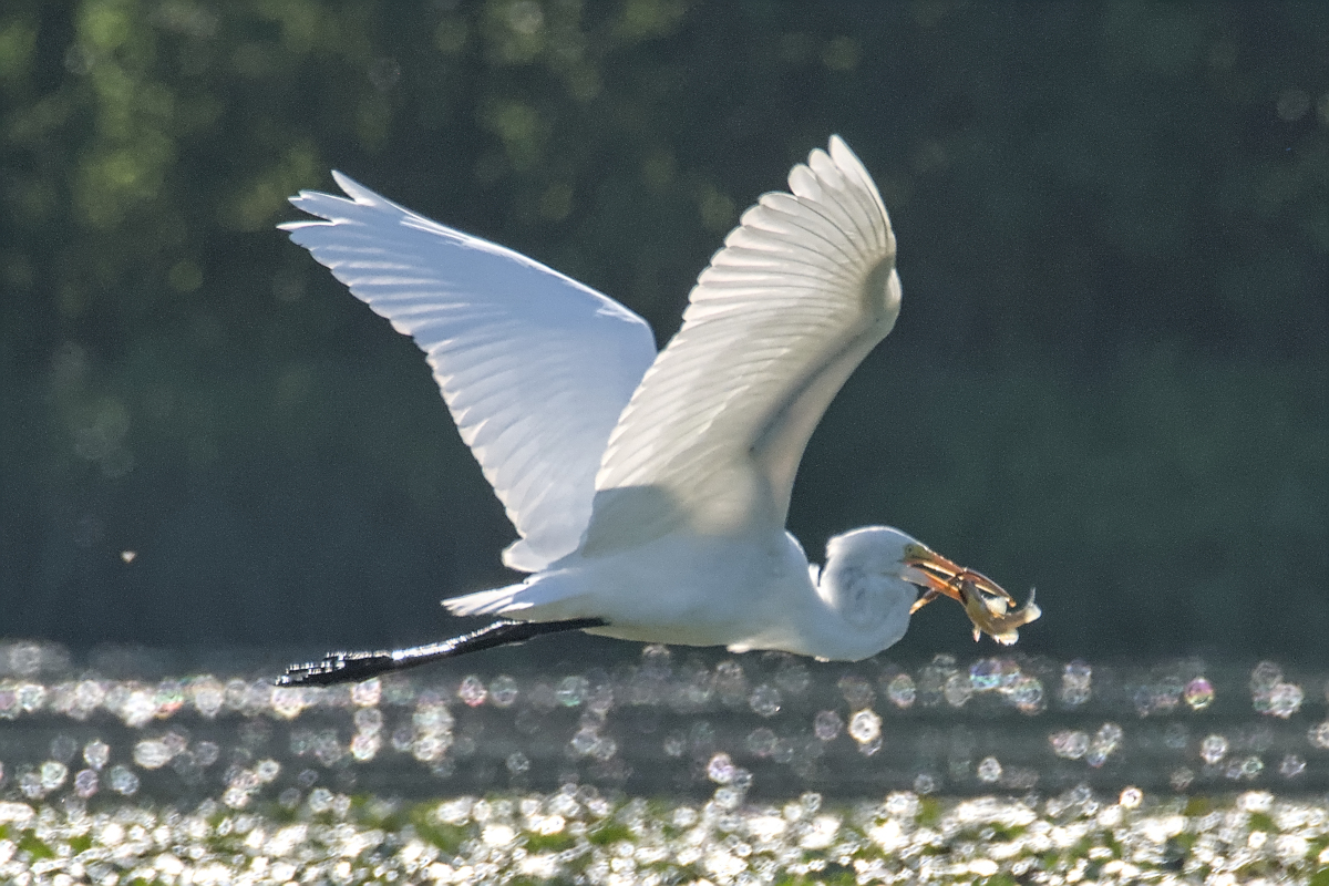 Summer of Egrets 45