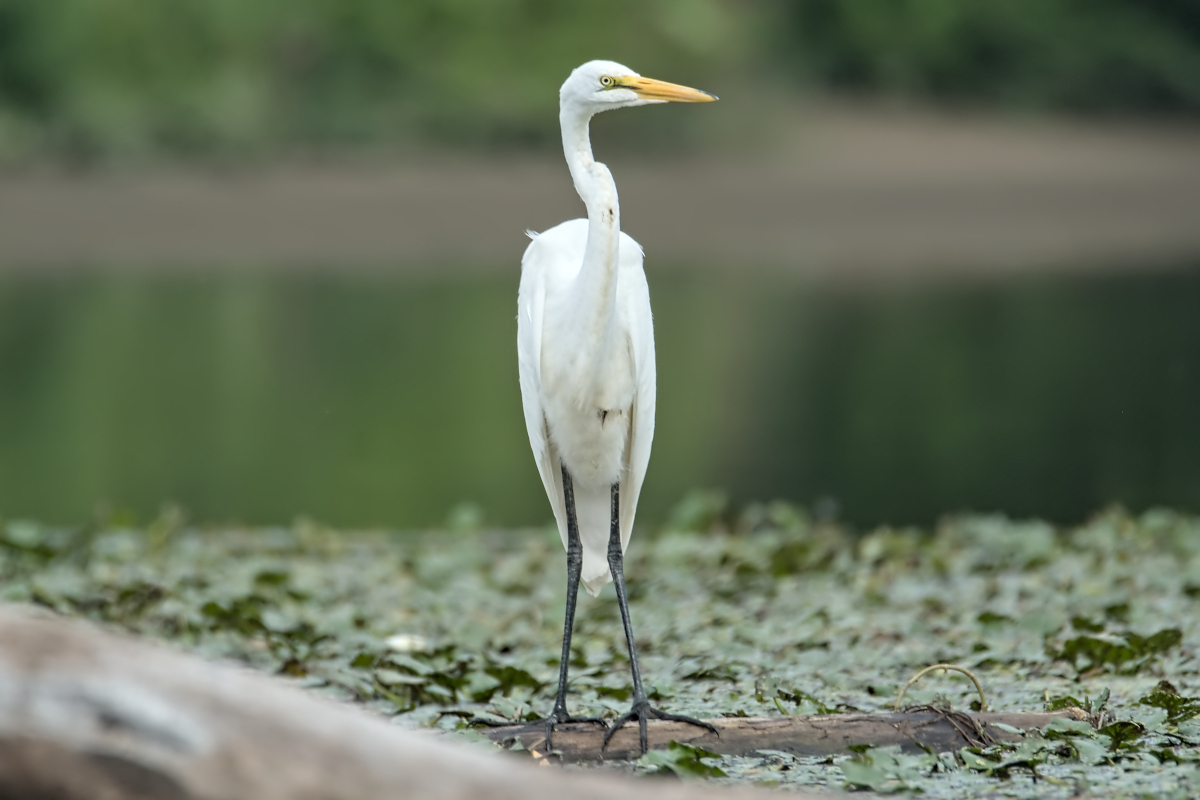Summer of Egrets 46
