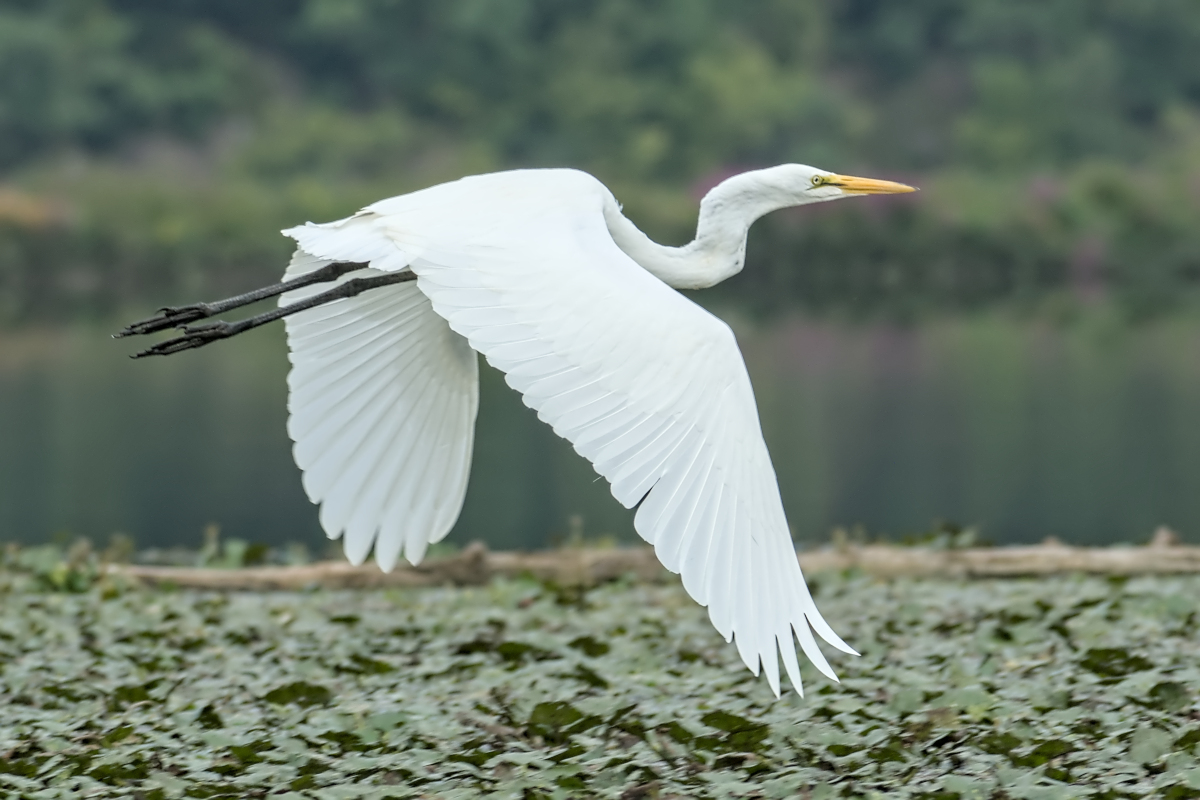 Summer of Egrets 47