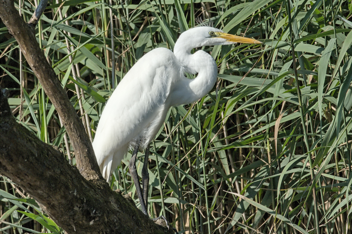 Summer of Egrets 48