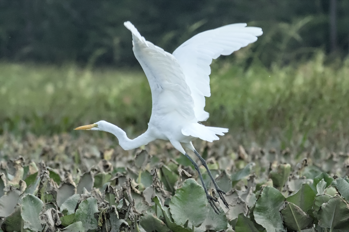 Summer of Egrets 49