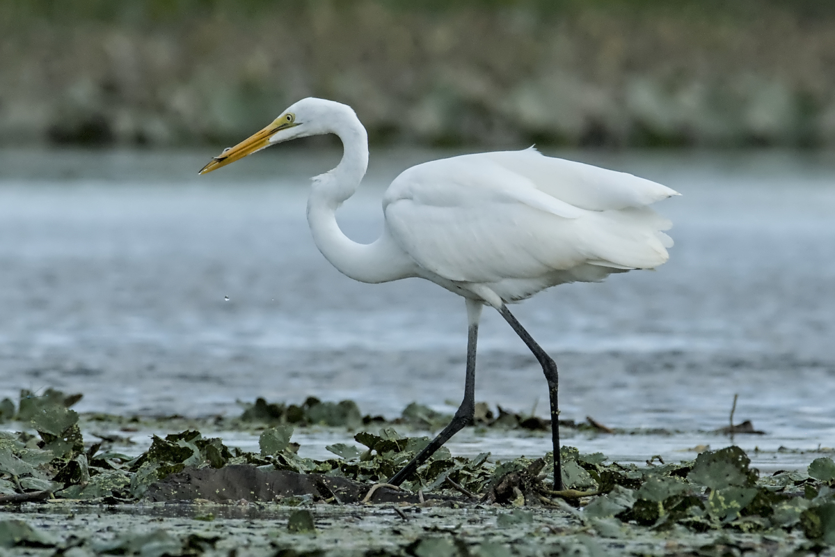 Summer of Egrets 50