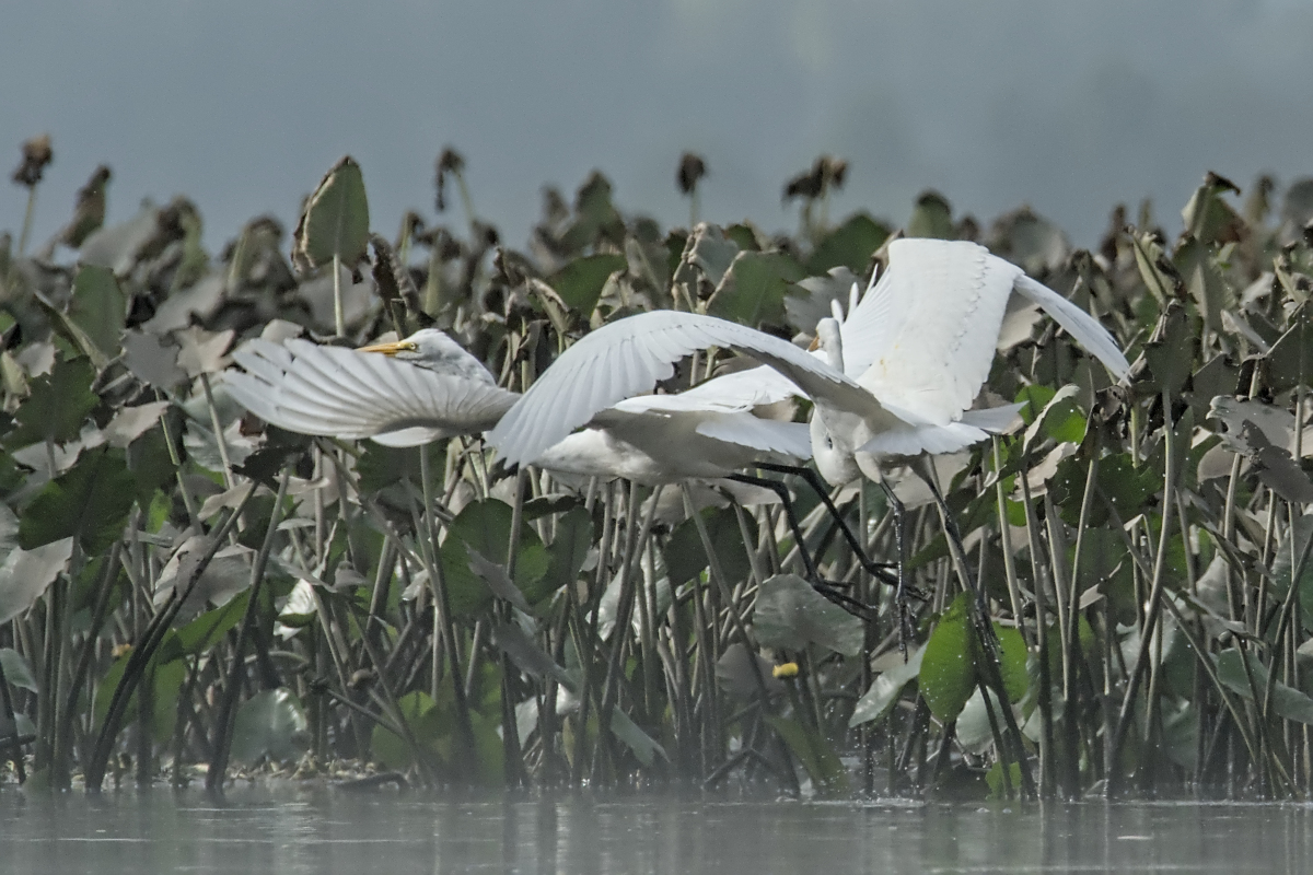 Summer of Egrets 51