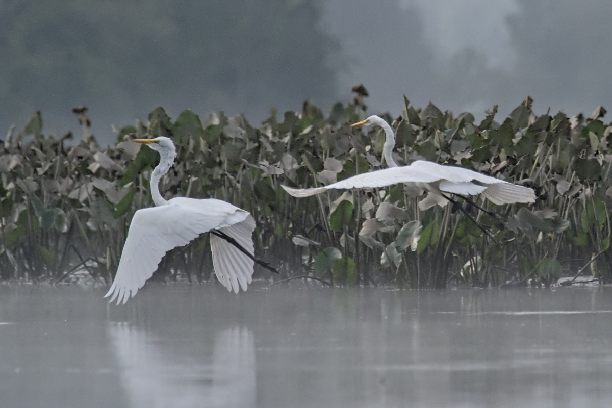 Summer of Egrets 52