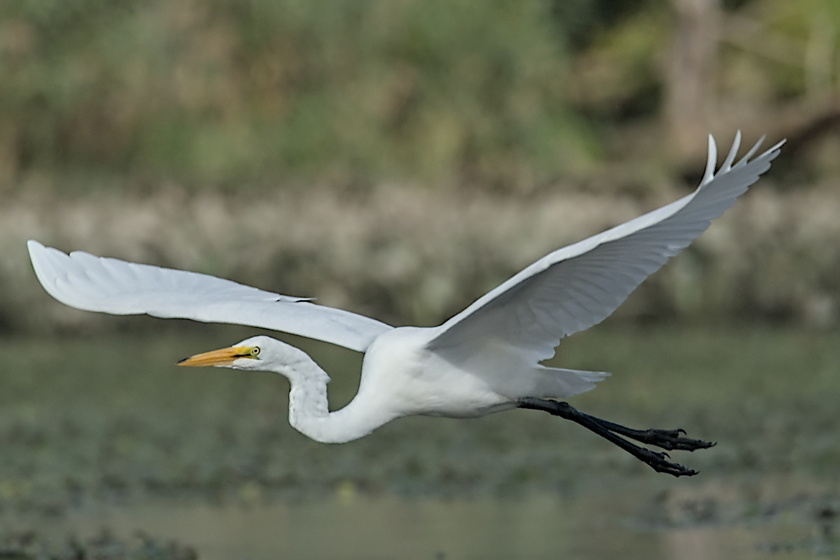 Summer of Egrets 53