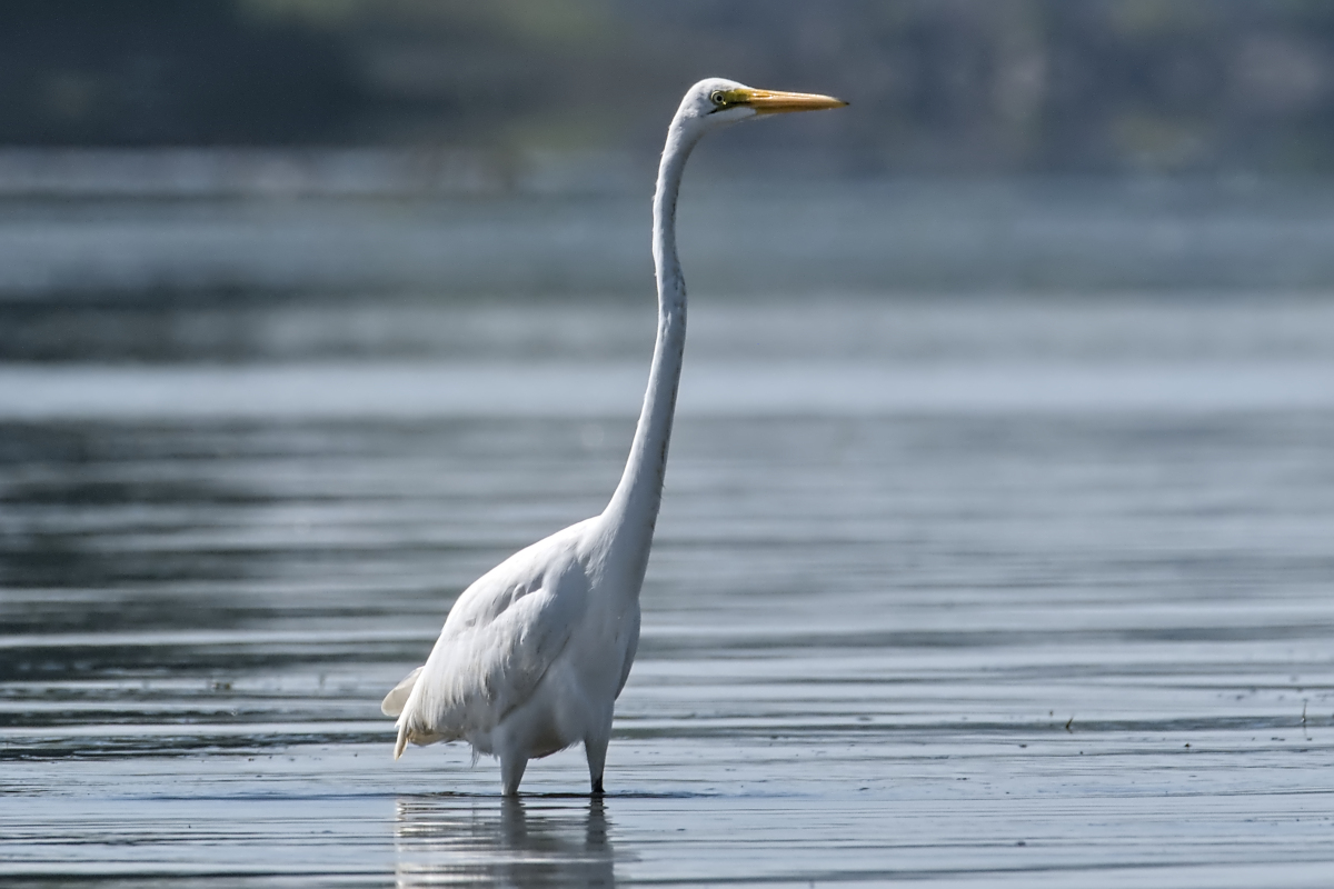 Summer of Egrets 54