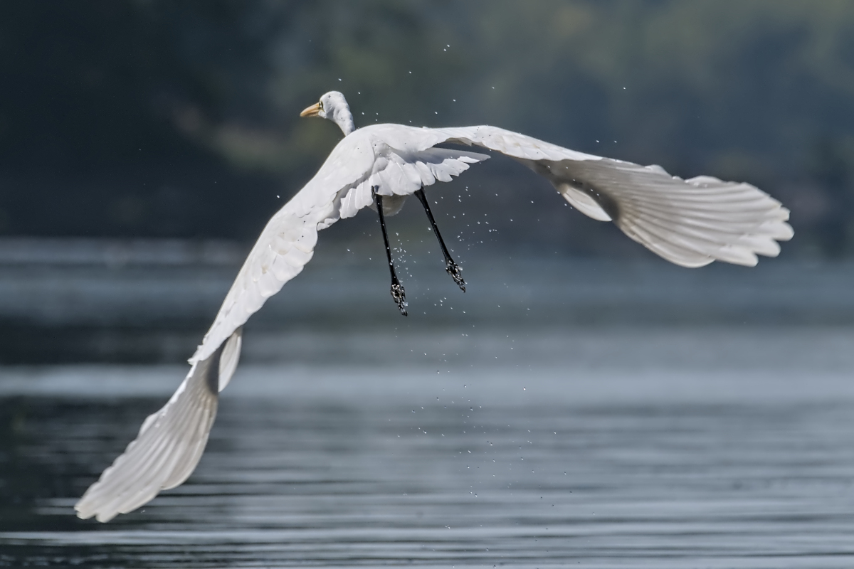 Summer of Egrets 55
