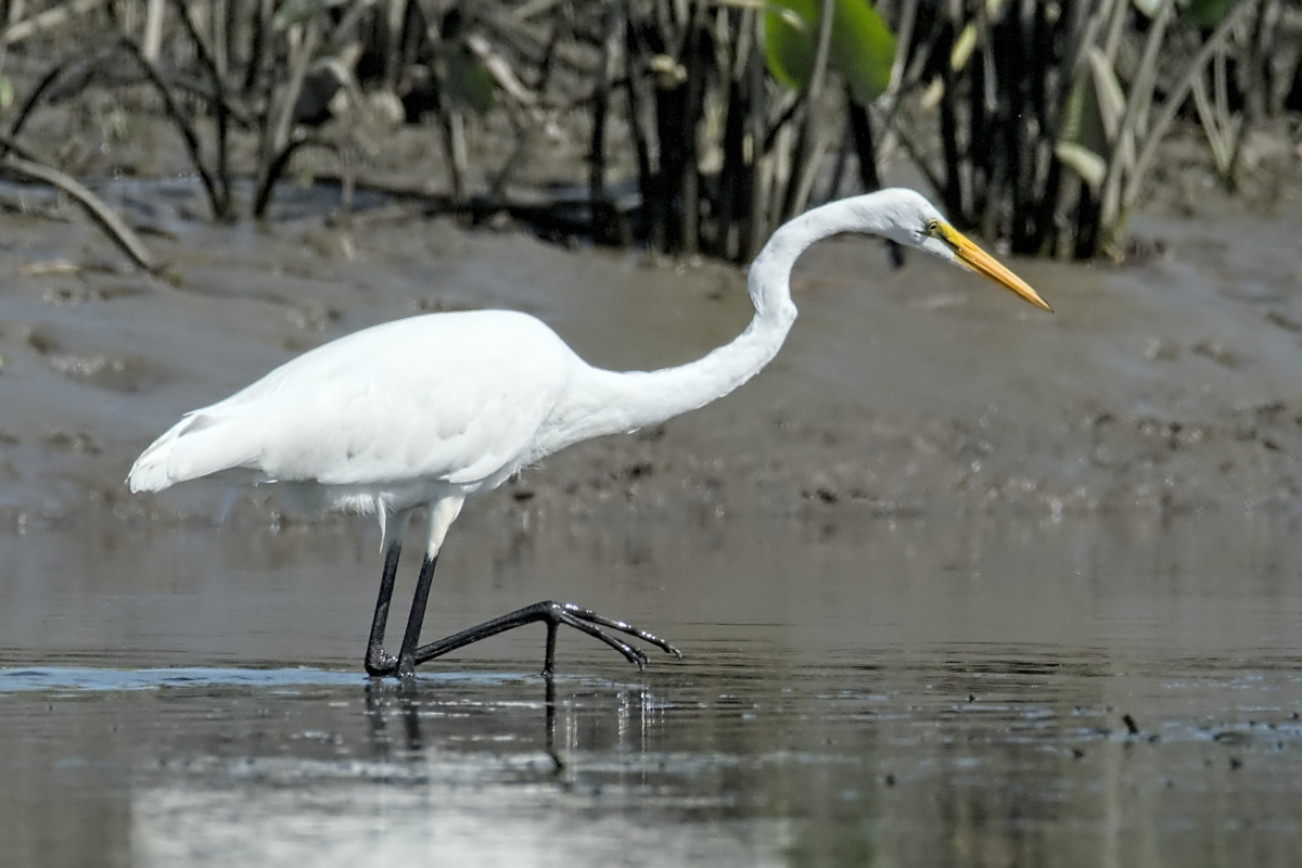 Summer of Egrets 56