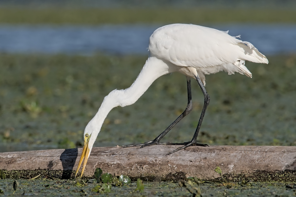 Summer of Egrets 57
