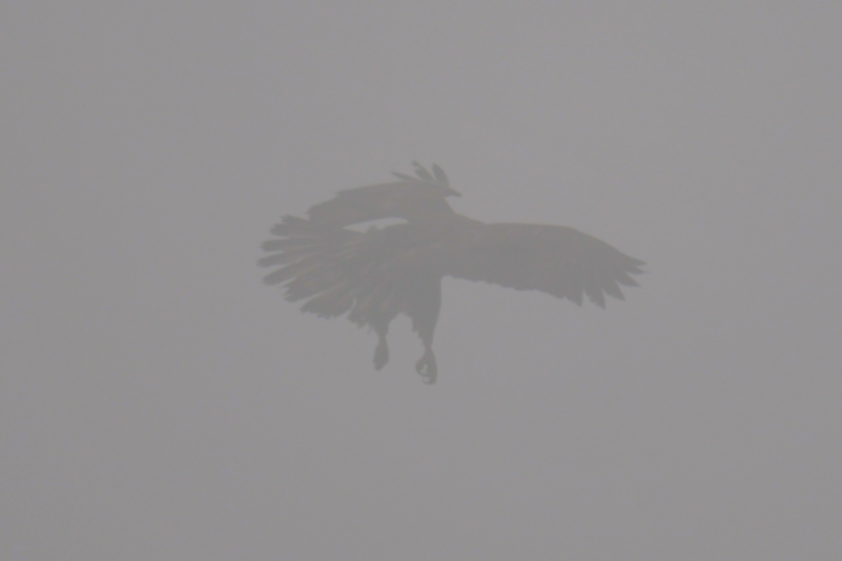 Eagles in the Fog 01