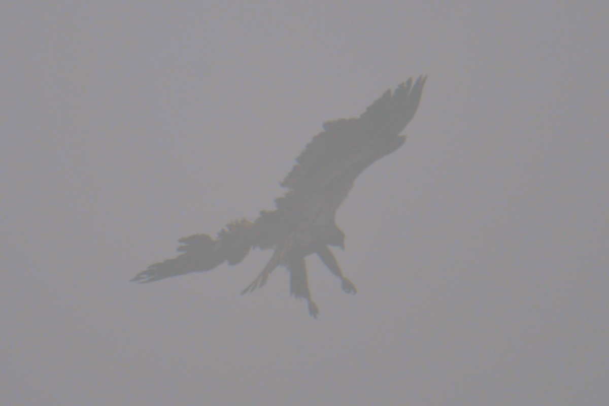 Eagles in the Fog 02