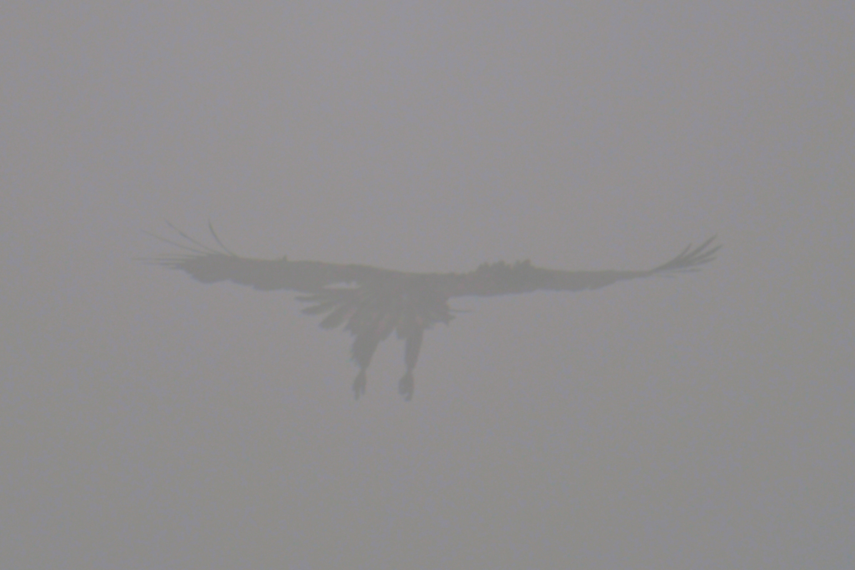 Eagles in the Fog 03