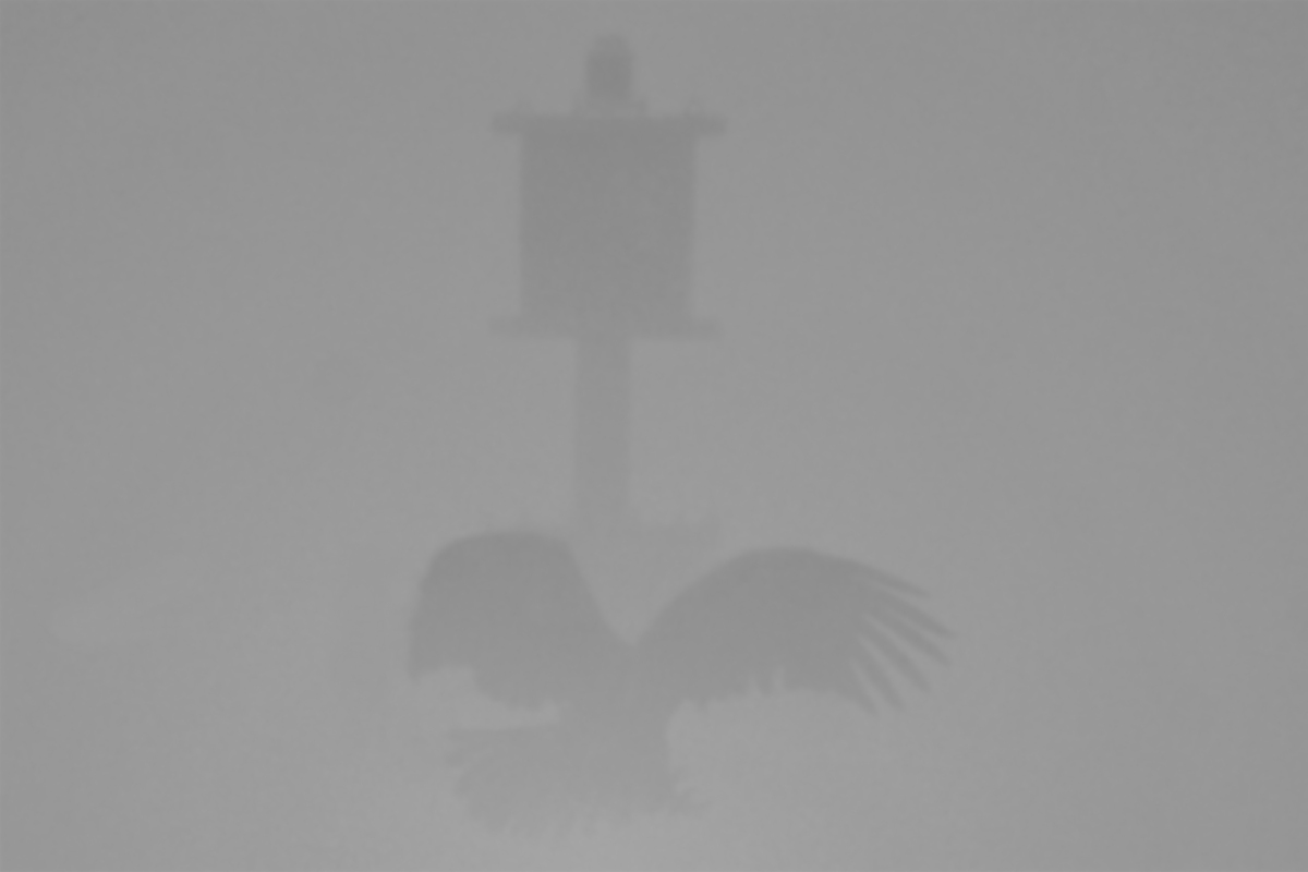 Eagles in the Fog 04