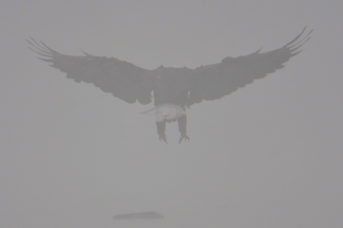 Eagles in the Fog 06