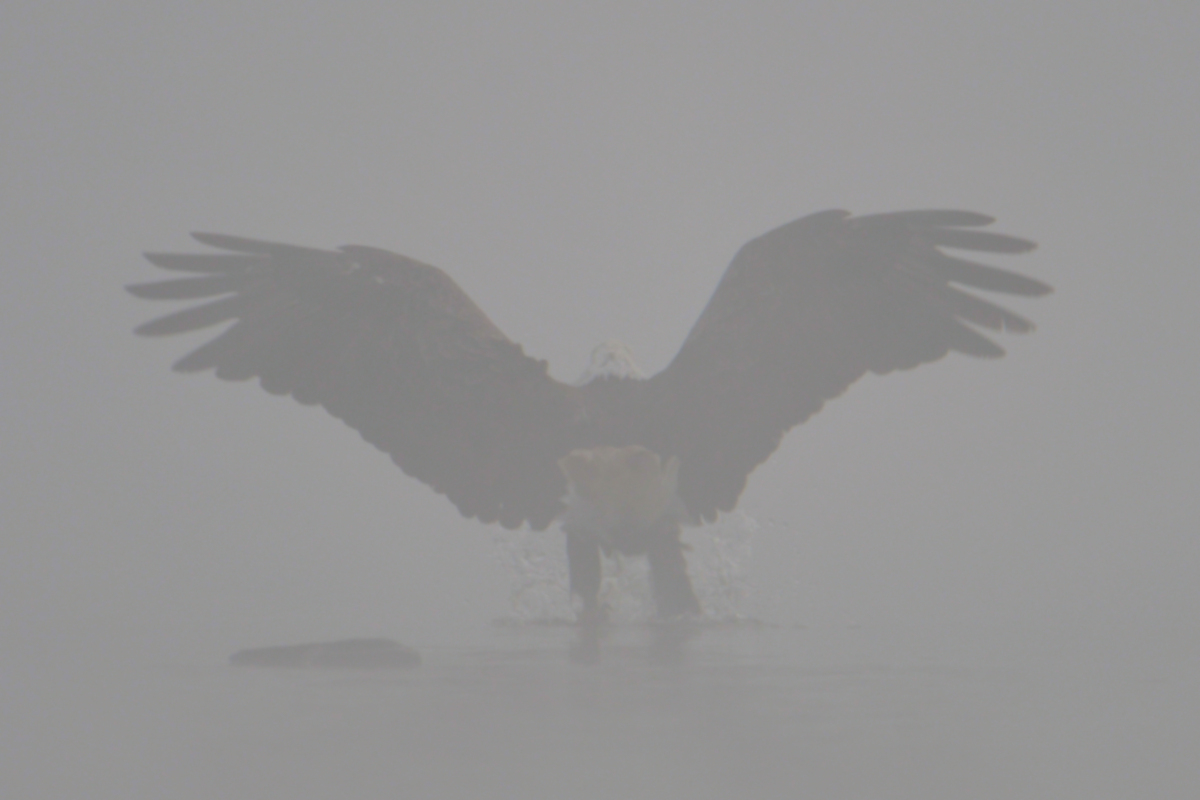 Eagles in the Fog 07