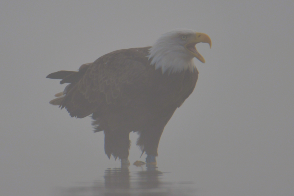 Eagles in the Fog 08