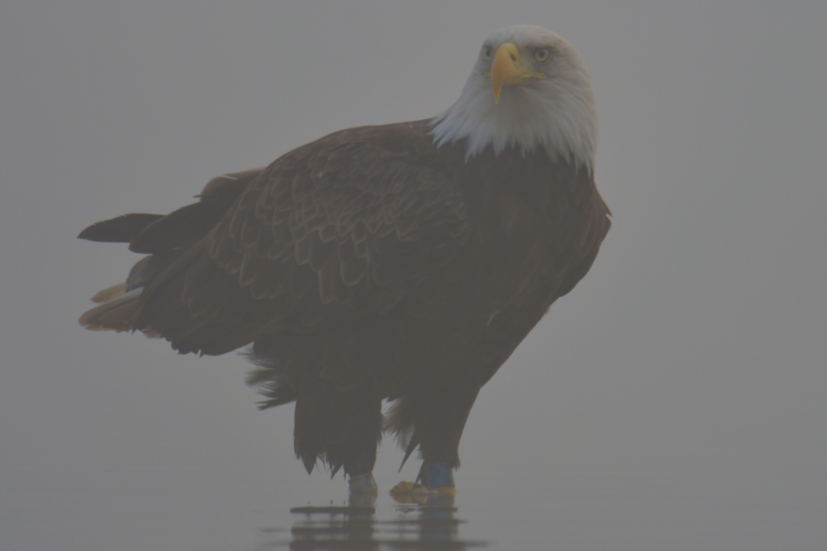 Eagles in the Fog 10