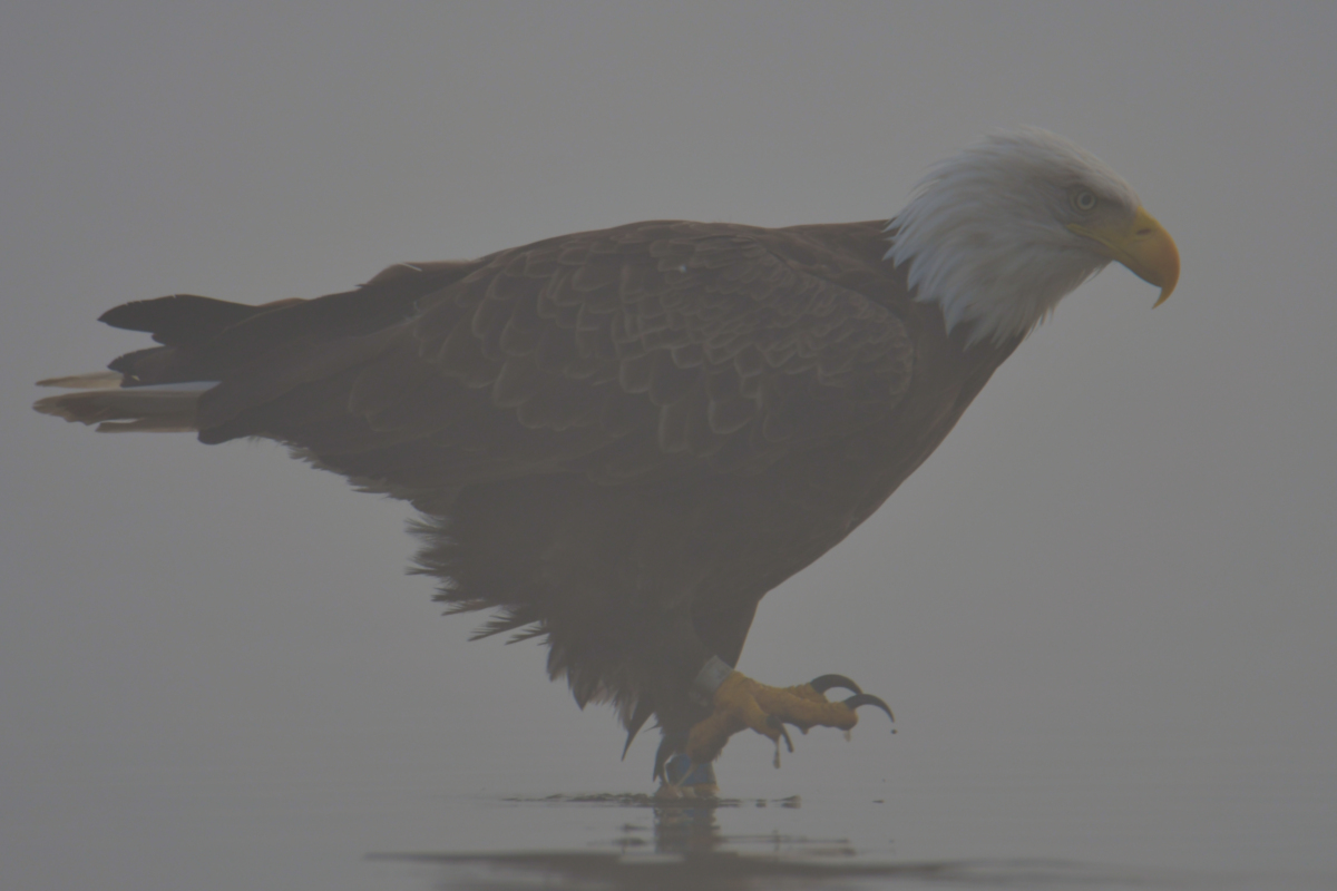 Eagles in the Fog 11