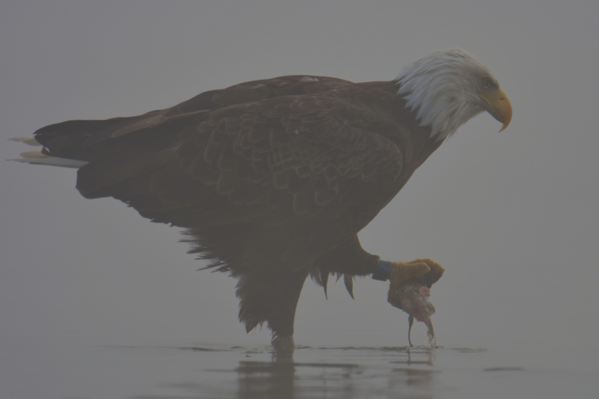 Eagles in the Fog 12