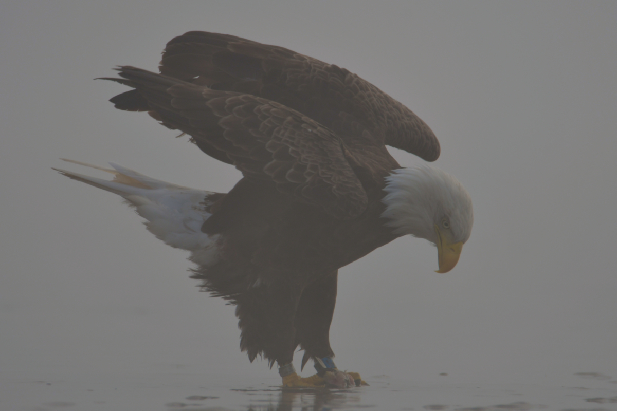 Eagles in the Fog 13