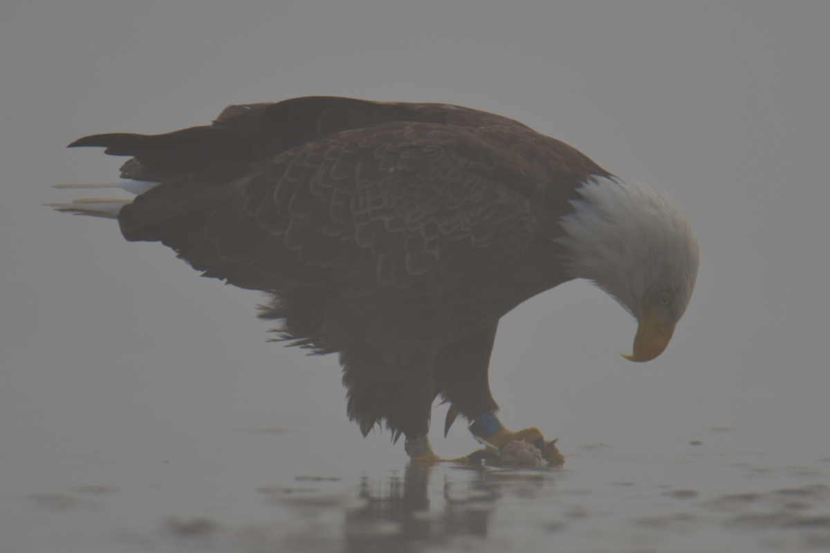 Eagles in the Fog 14