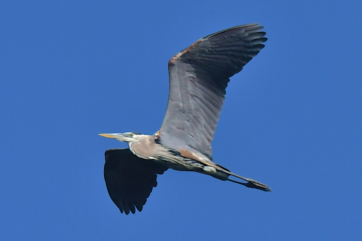 Great Blue Herons 32