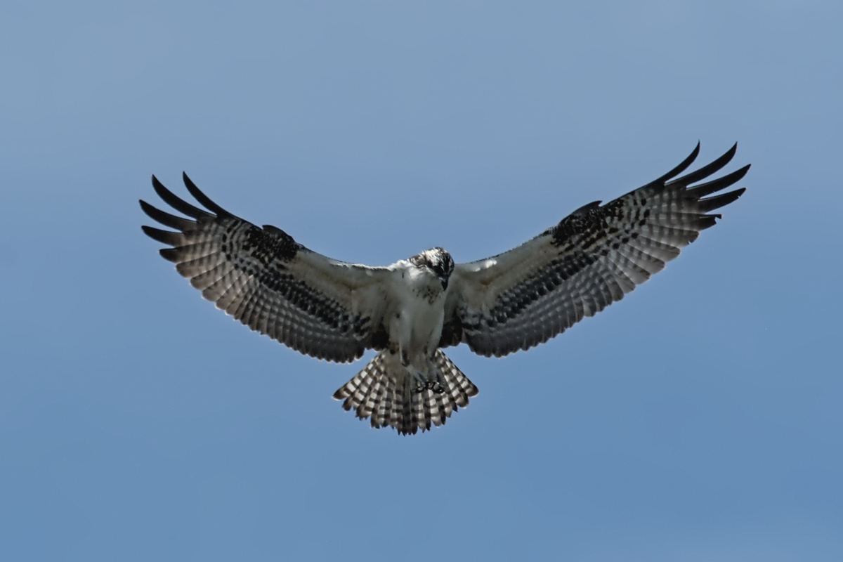 Immature Osprey Catches a Fish 01