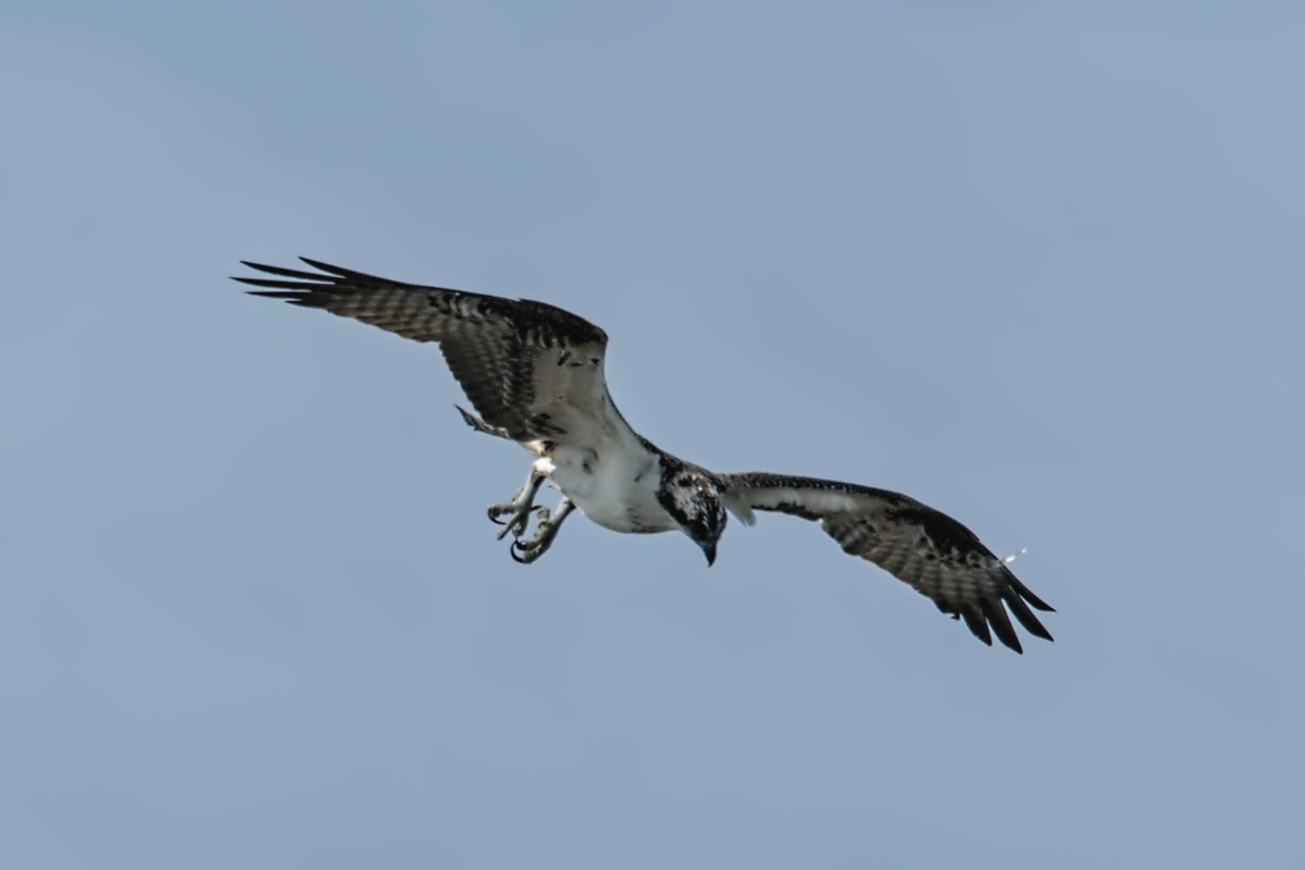 Immature Osprey Catches a Fish 02
