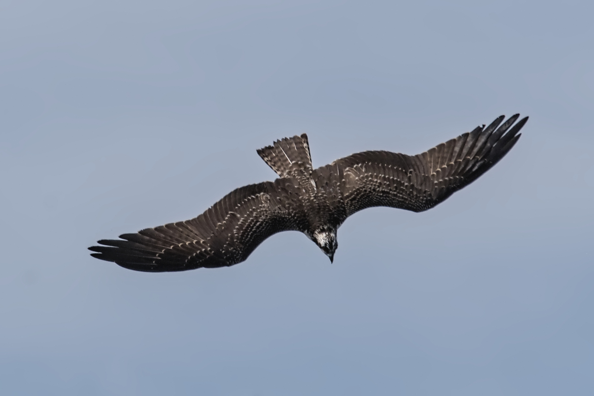 Immature Osprey Catches a Fish 03
