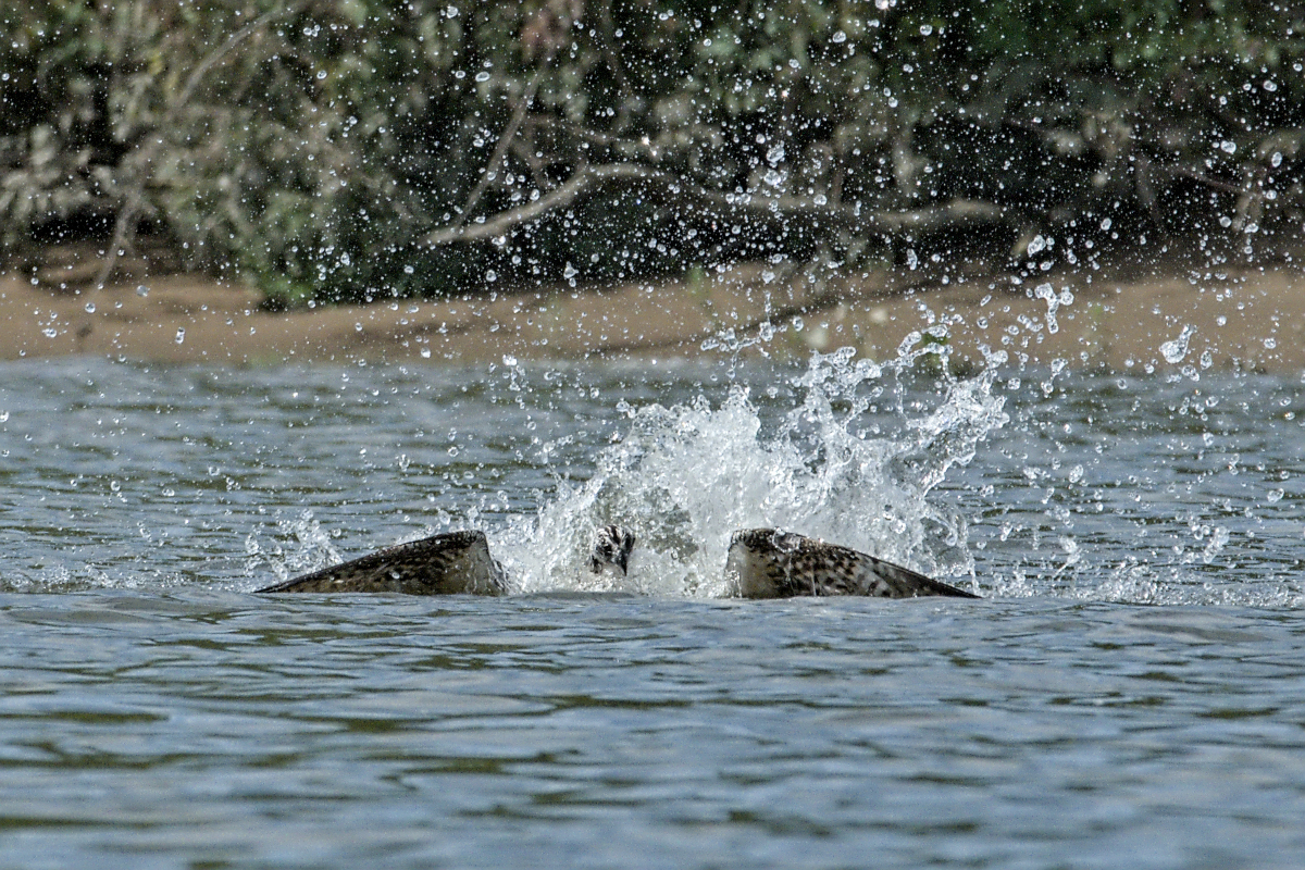 Immature Osprey Catches a Fish 04