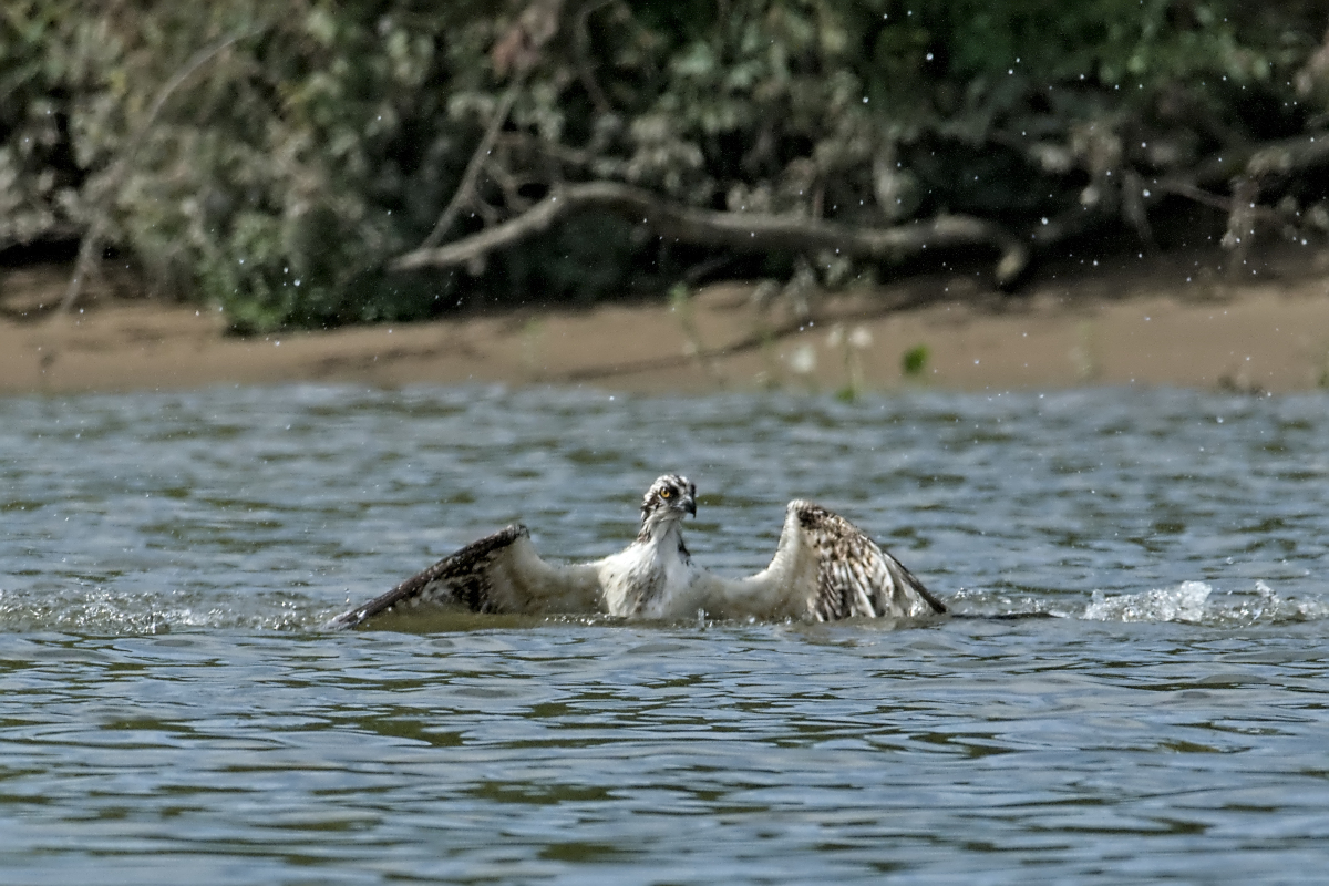 Immature Osprey Catches a Fish 05