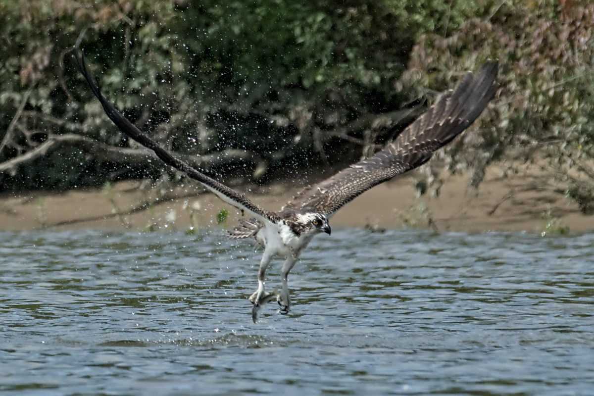 Immature Osprey Catches a Fish 06