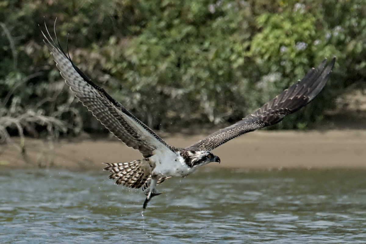 Immature Osprey Catches a Fish 07