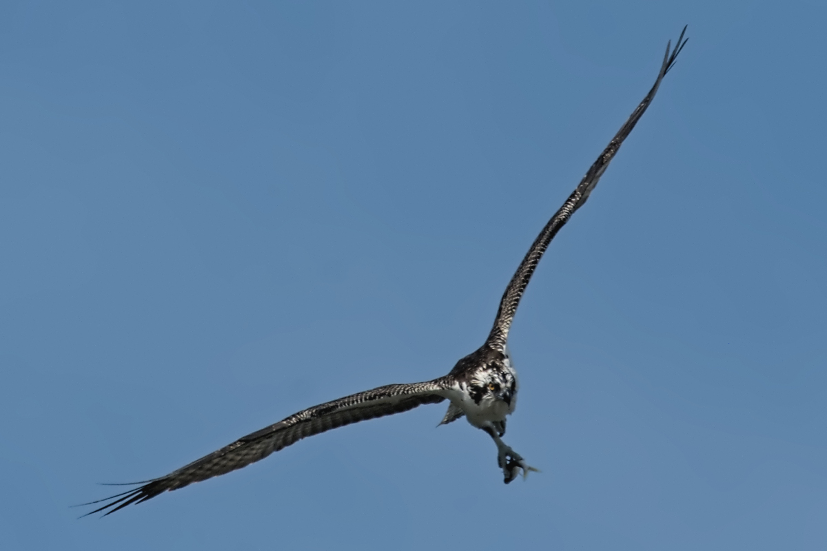 Immature Osprey Catches a Fish 08