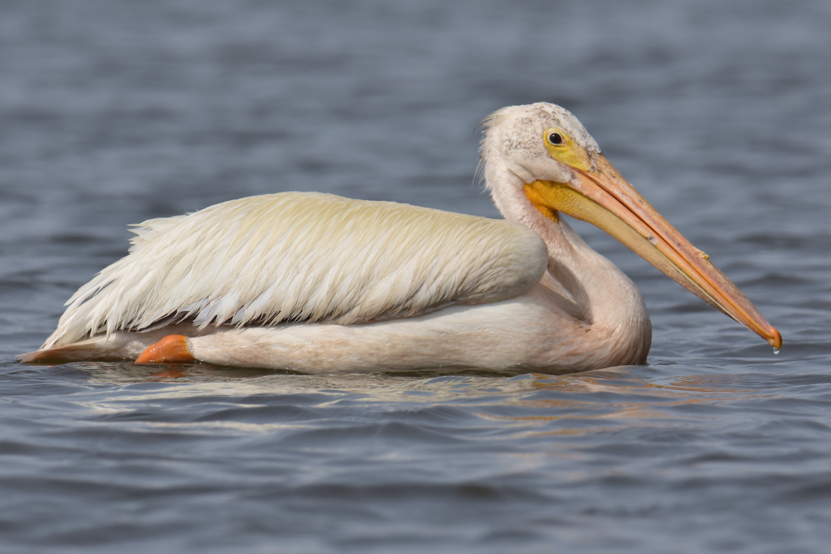 A White Pelican Way Off Course (Hudson River) 02